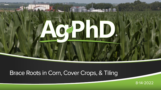 Brace Roots, Cover Crops, & Tiling | Ag PhD