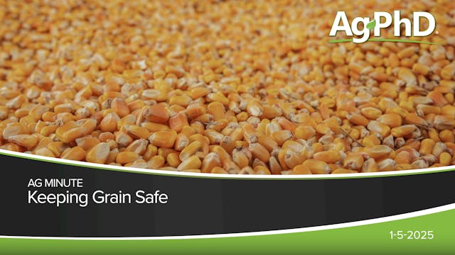 Keeping Grain Safe | Ag PhD