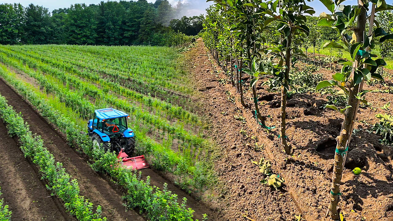 What’s Growing in Our Apple Tree Nursery? | Pomes and Stones