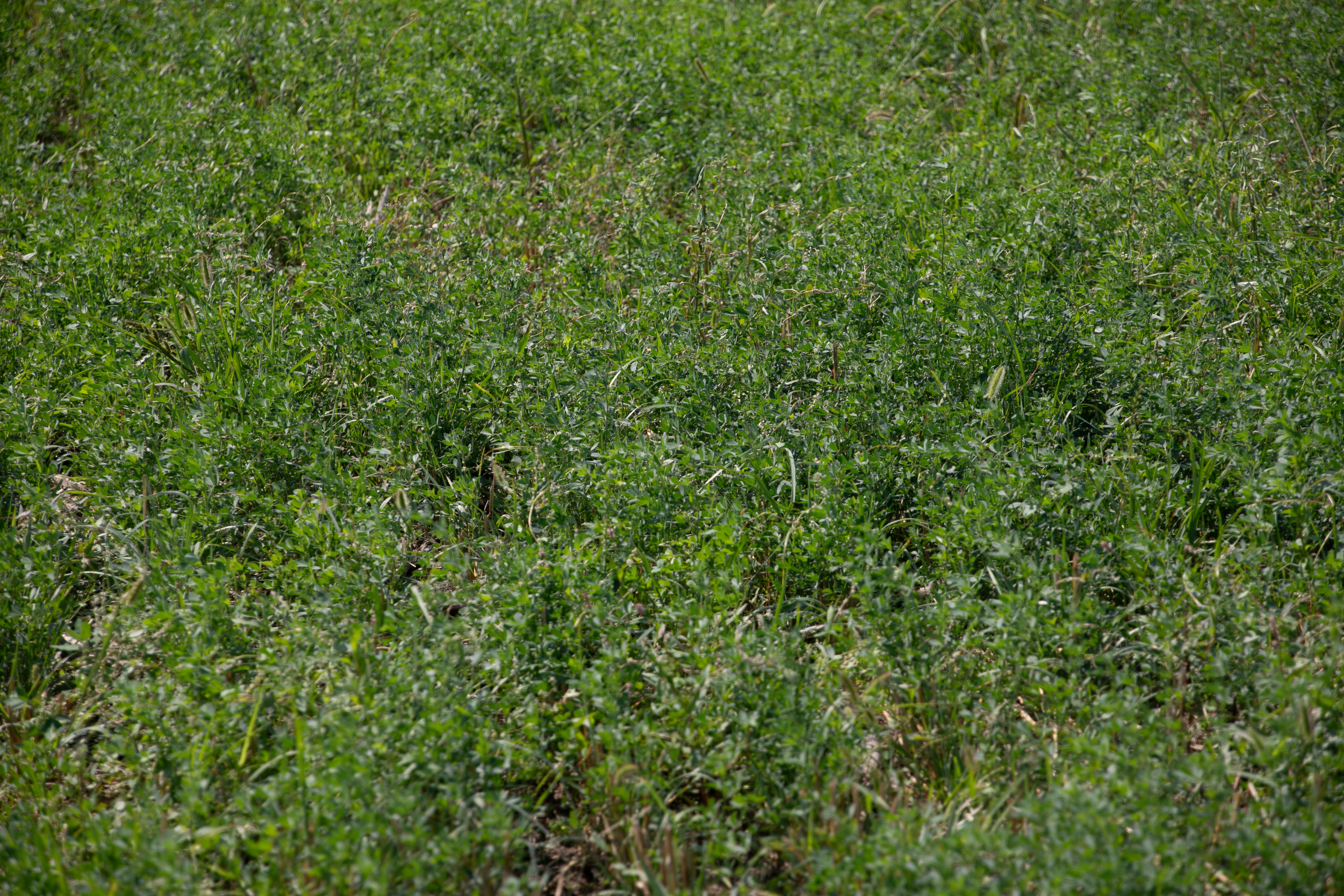 Final Answer | Renovo Seed