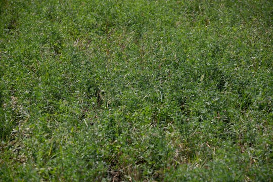 Final Answer | Renovo Seed