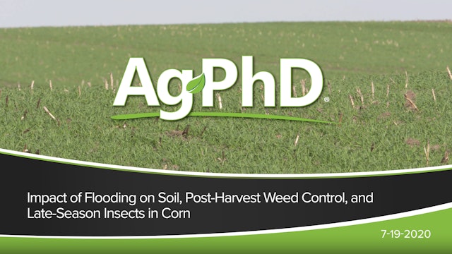 Impact of Flooding on Soil, PostHarvest Weed Control, LateSeason Insects in Corn