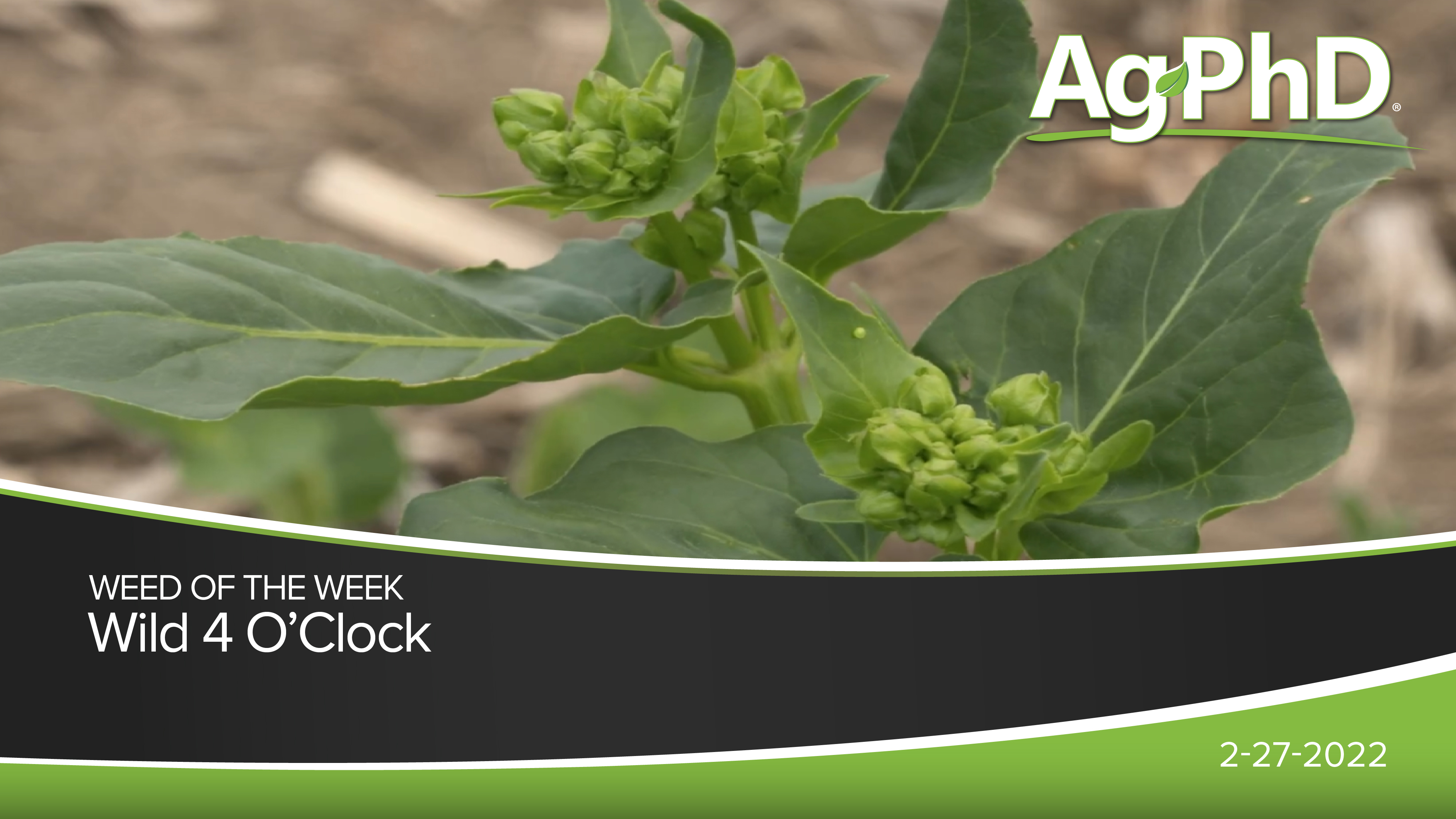 Wild Four O'Clock  | Ag PhD