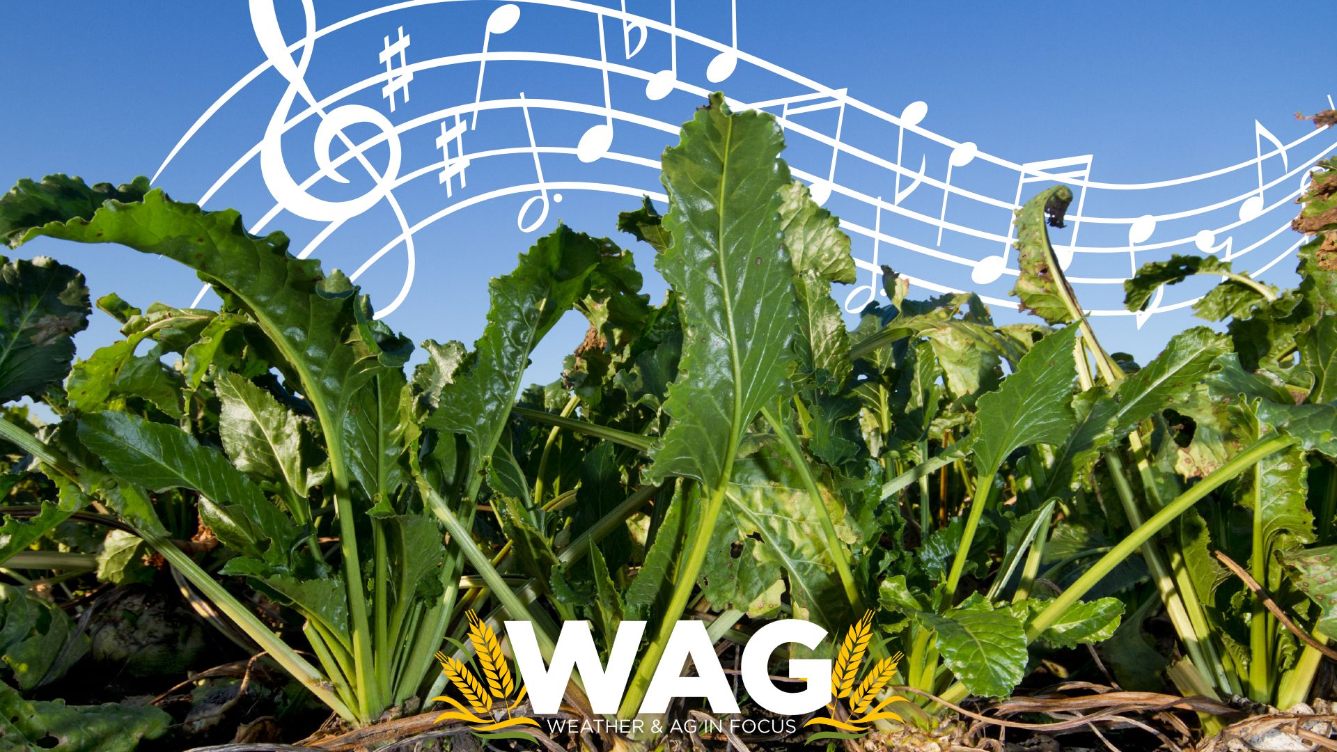 The SWEETLY musical farmer - WAG In Focus - 1-27-23