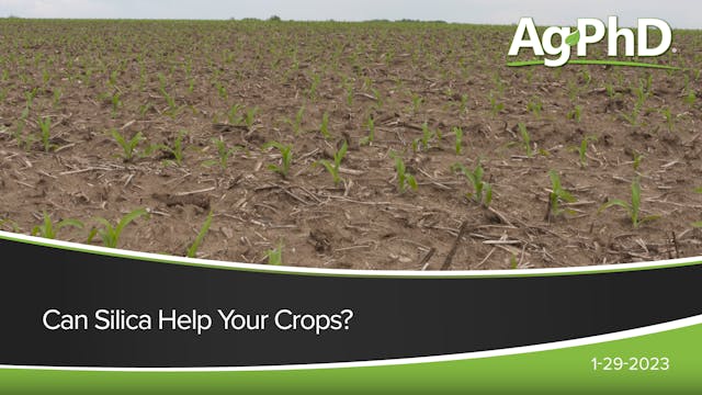 Can Silica Help Your Crops? | Ag PhD