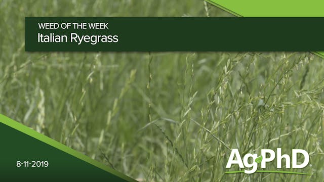 Italian Ryegrass | Ag PhD