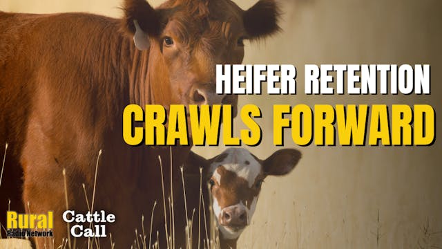 Cattle Call: Herd Rebuilding Crawls F...
