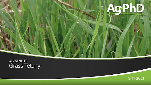 Grass Tetany | Ag PhD