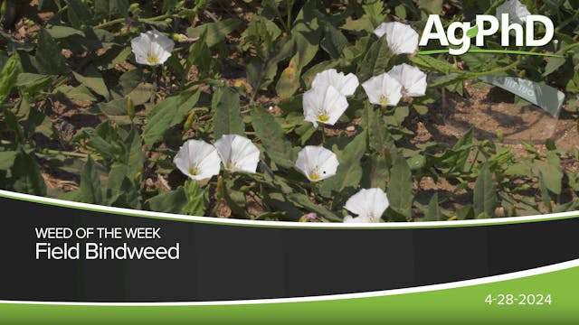 Field Bindweed | Ag PhD