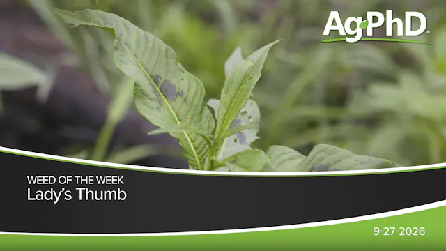 Lady's Thumb | Ag PhD