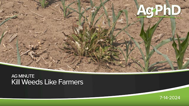 Kill Weeds Like Farmers | Ag PhD