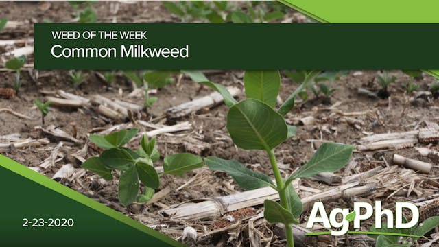 Common Milkweed | Ag PhD