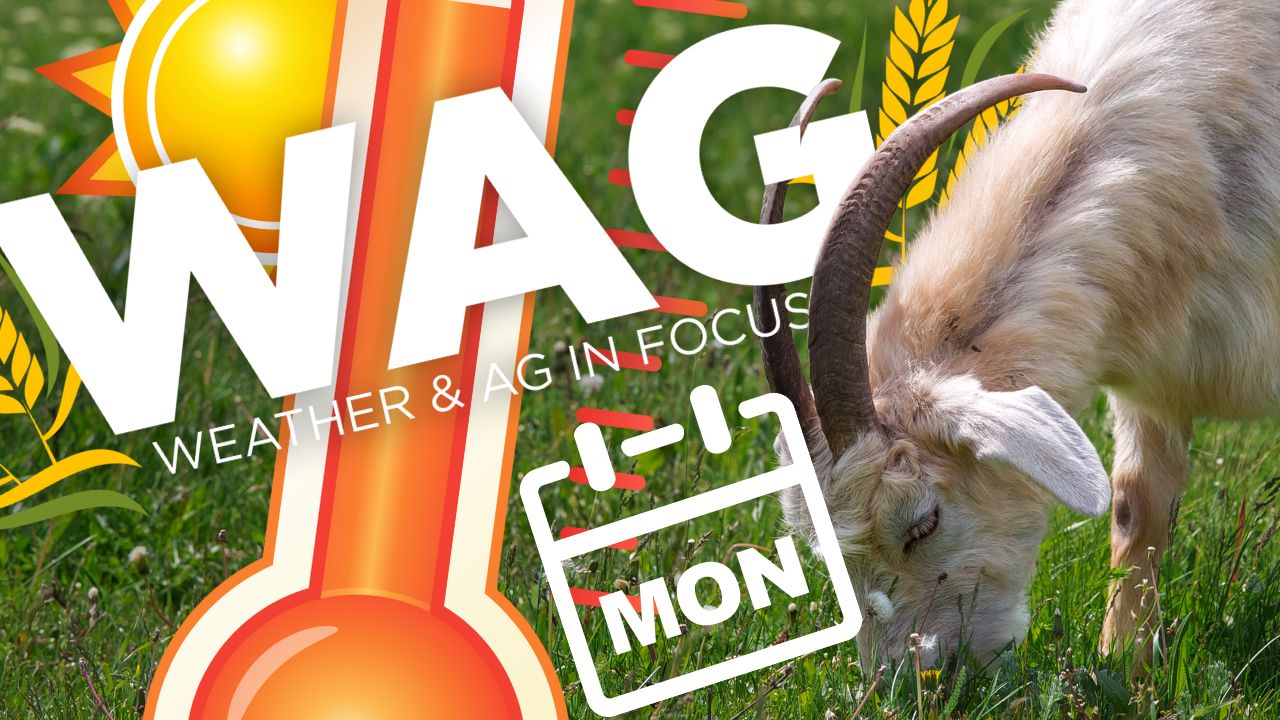 From the Auction Block to our Root Connections | WAG in Focus 07-22-25