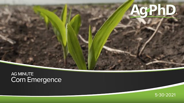Corn Emergence | Ag PhD