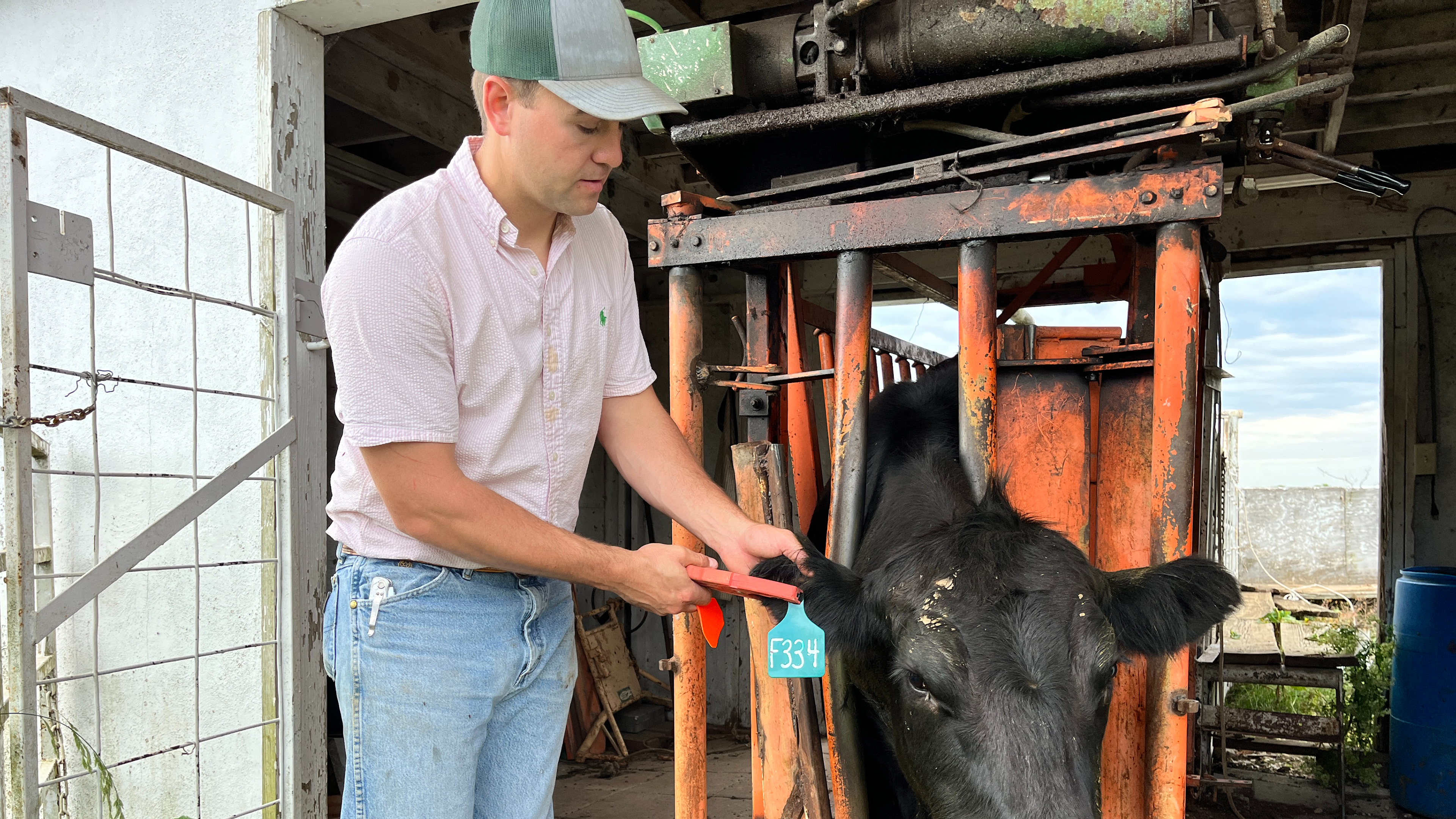 Fly Tagging and Food Waste | Buzzard's Beat