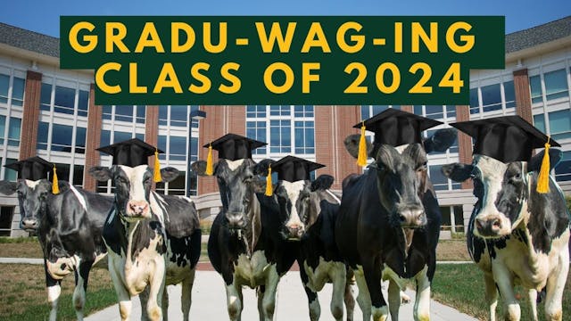 Cows Going to College | WAG in Focus ...