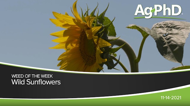 Wild Sunflowers | Ag PhD