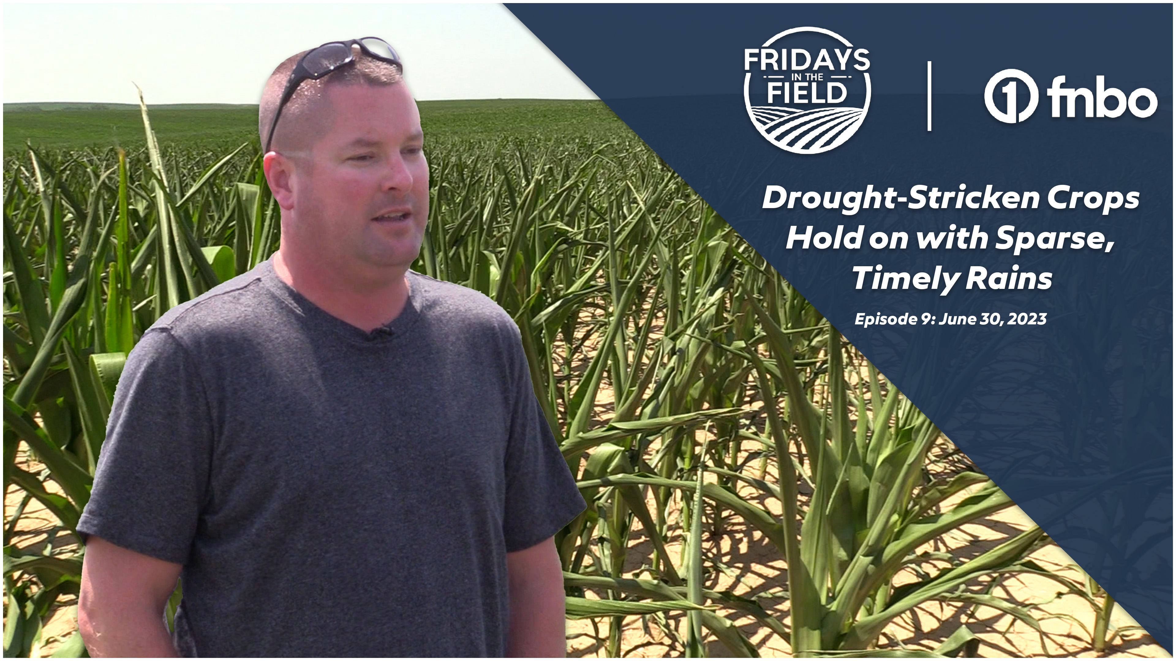 Drought-Stricken Crops Hold on With Spare, Timely Rains in Nebraska