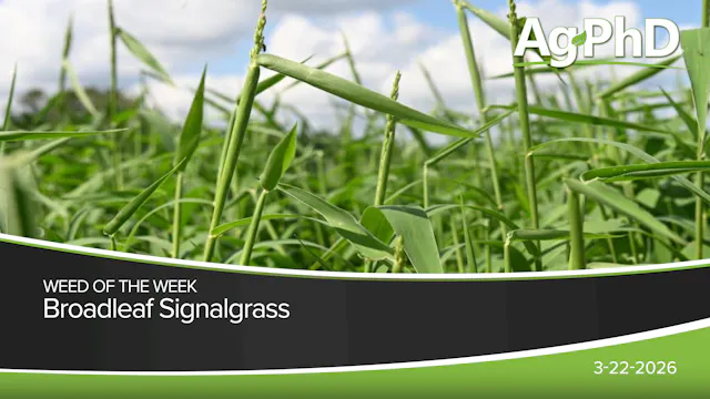 Broadleaf Signalgrass | Ag PhD