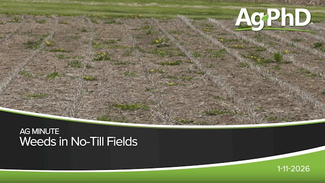 Weeds in No-Till Fields | Ag PhD