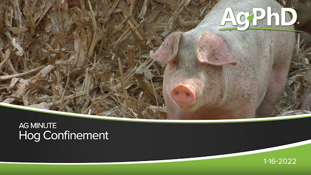 Hog Confinement | Ag PhD
