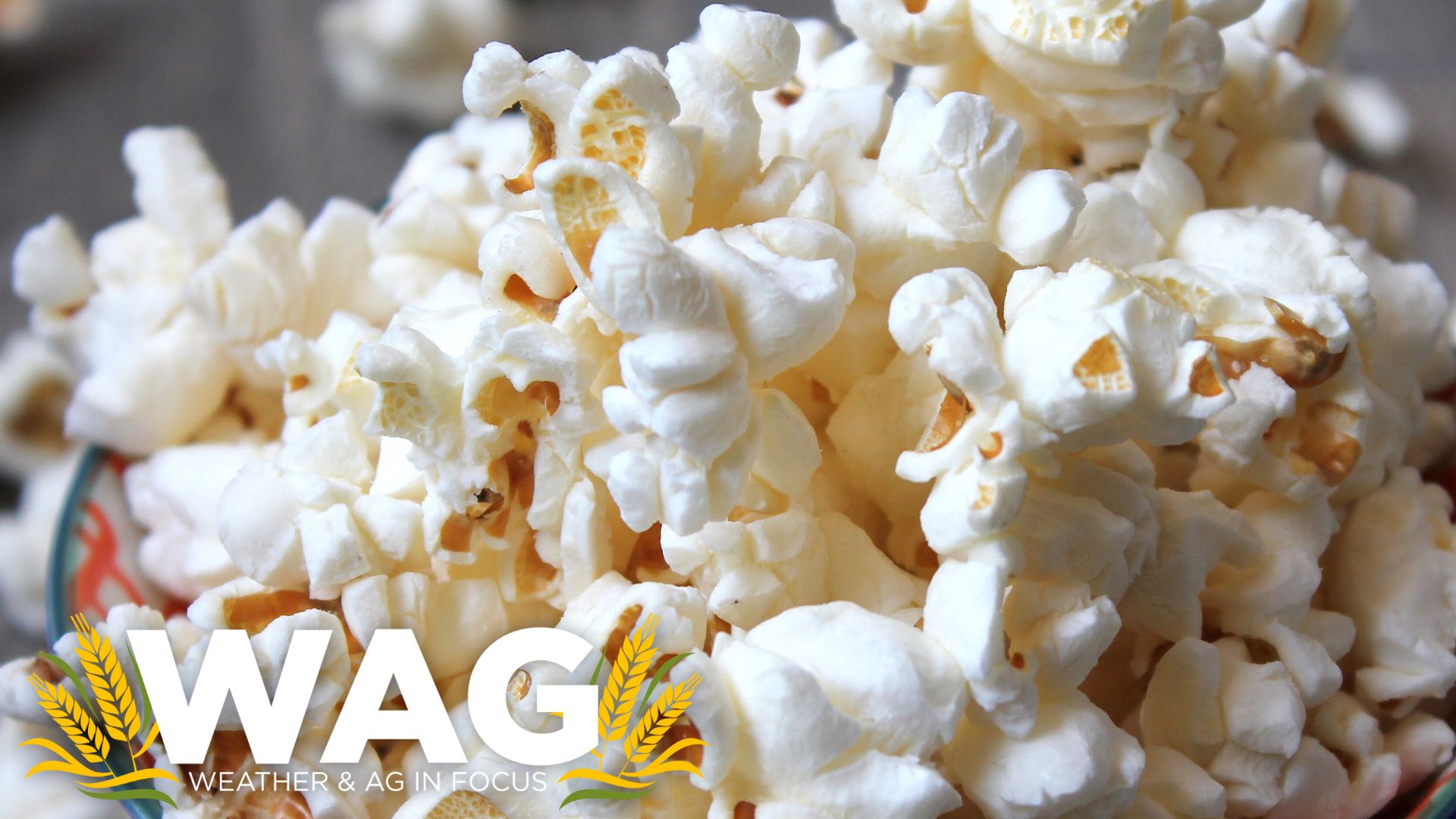  Popcorn fields, busting at the seams? WAG In Focus - 1-31-23