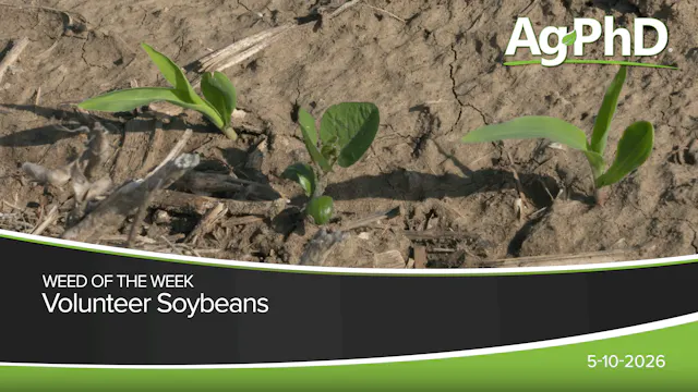 Volunteer Soybeans | Ag PhD