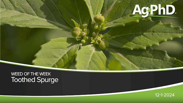 Toothed Spurge | Ag PhD