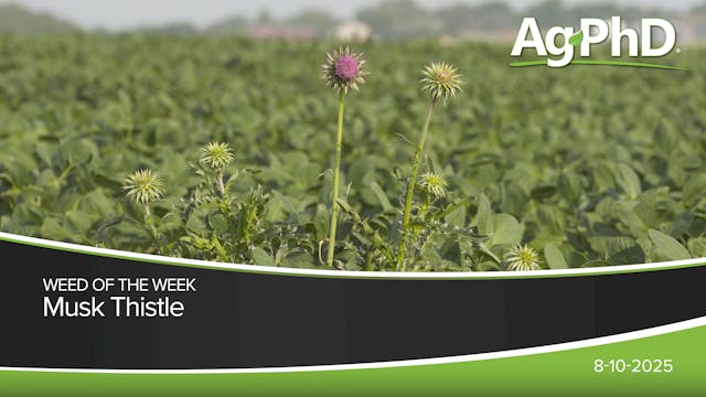 Musk Thistle | Ag PhD