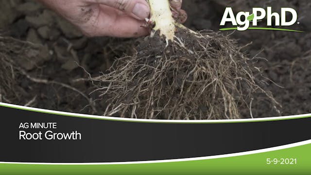 Root Growth | Ag PhD
