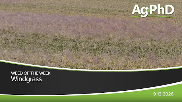 Windgrass | Ag PhD