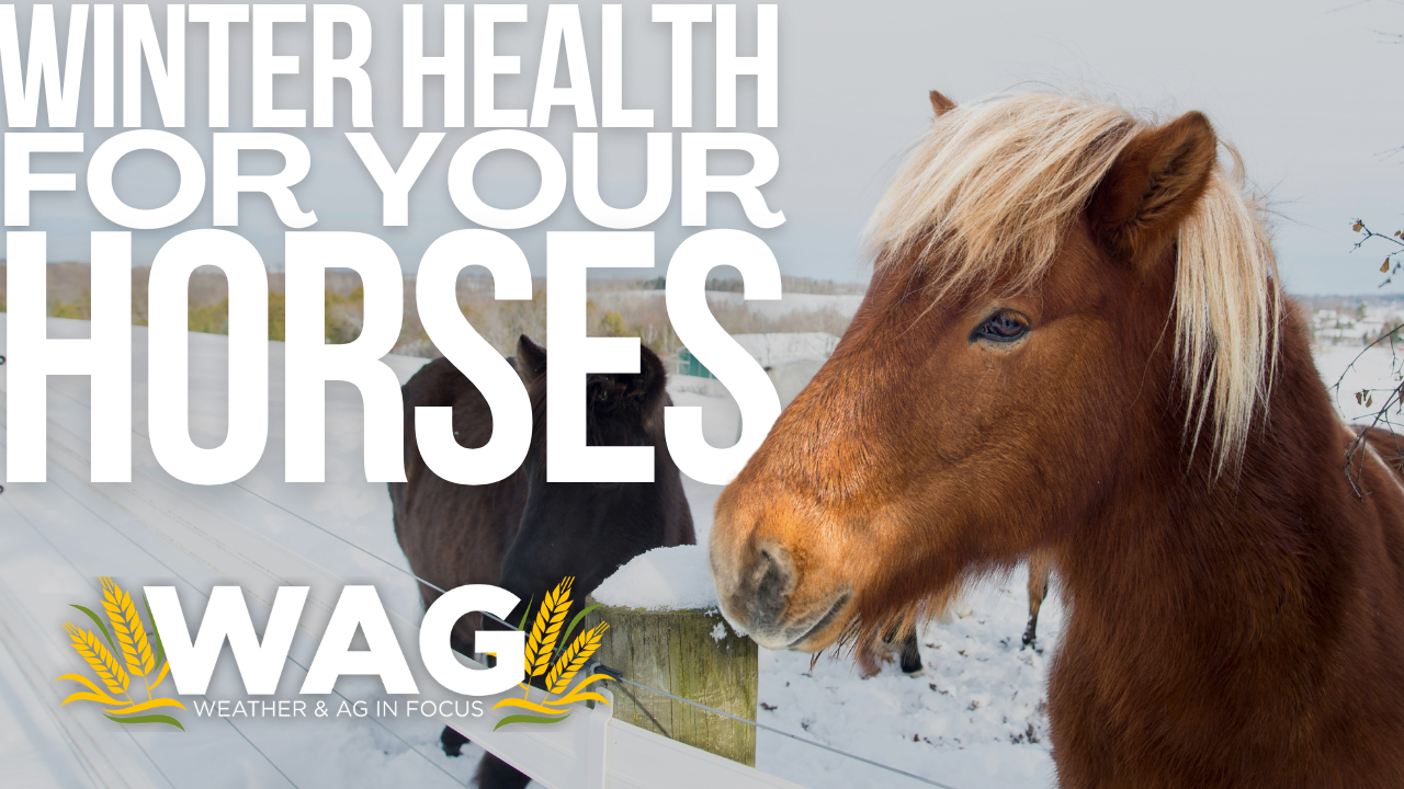 Winter health for your horses- 11-16-22 WAG In Focus