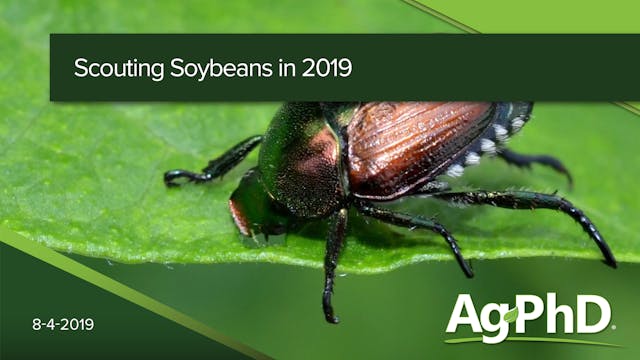 Scouting Soybeans in 2019 | Ag PhD