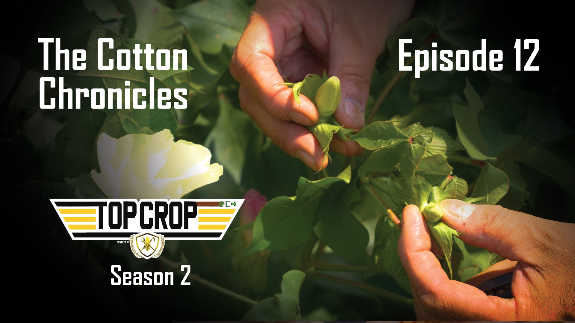 The Cotton Chronicles | Episode 12 | Top Crop