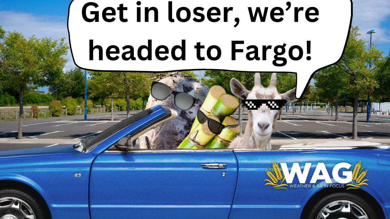 World Cane & Sugar Association Take a Sweet Ride to Fargo!| WAG in Focus 1/29/24