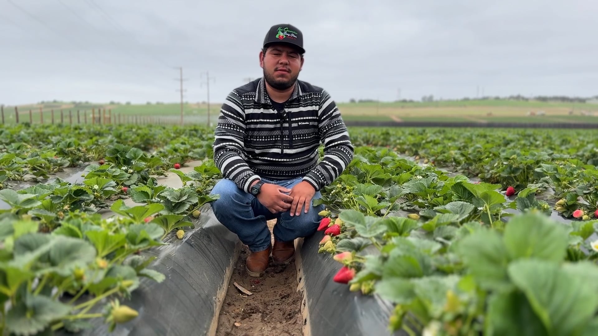 Growing Premium California Strawberries | Redox
