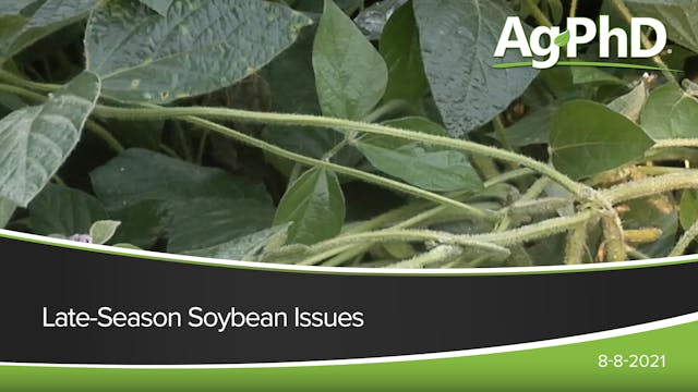Late-Season Soybean Issues