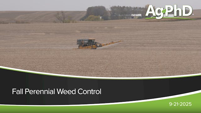 Fall Perennial Weed Control | Ag PhD