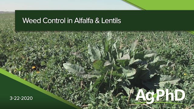 Weed Control in Alfalfa and Lentils