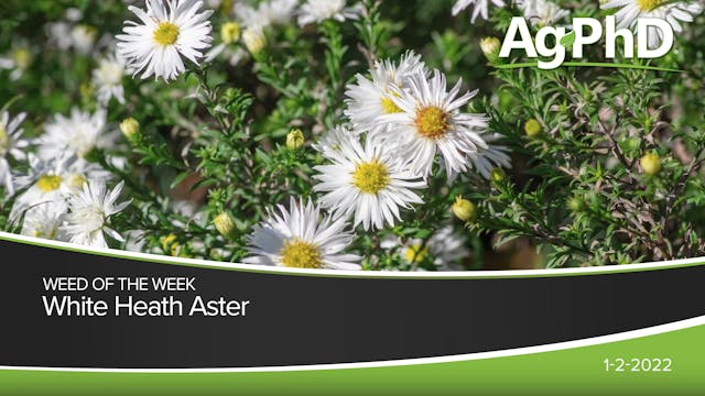 White Heath Aster | Ag PhD
