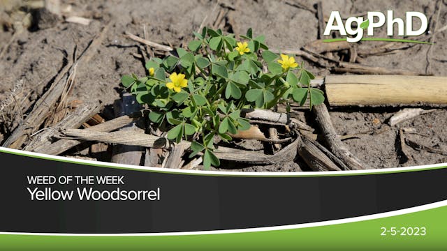 Yellow Woodsorrel | Ag PhD