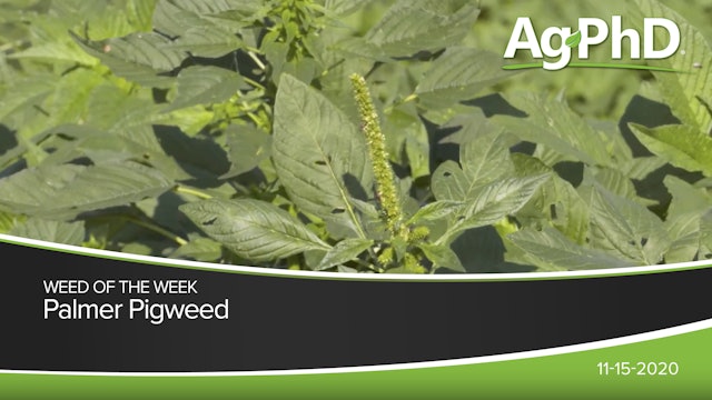 Palmer Pigweed | Ag PhD