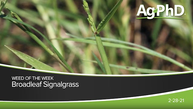 Broadleaf Signalgrass | Ag PhD