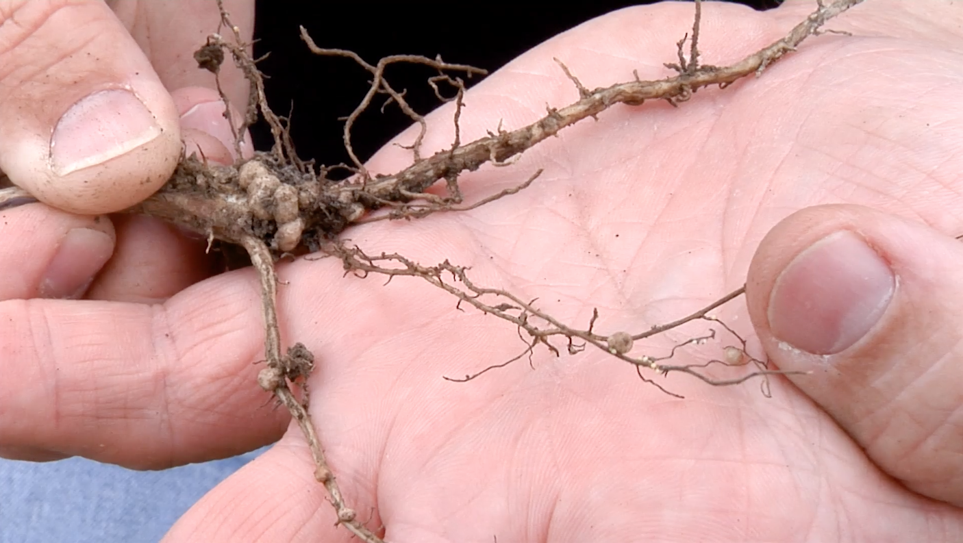 Deficiency or Something Else | AgroLiquid B2B