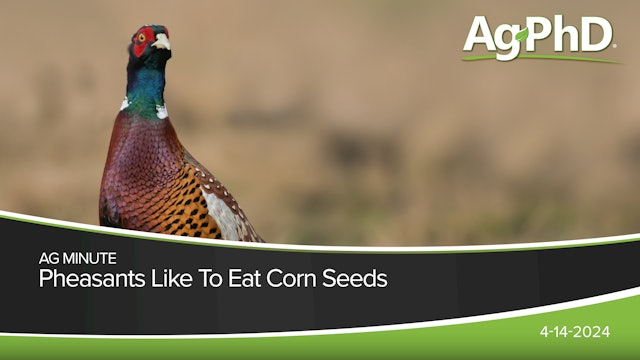 Pheasants Like To Eat Corn Seeds | Ag PhD
