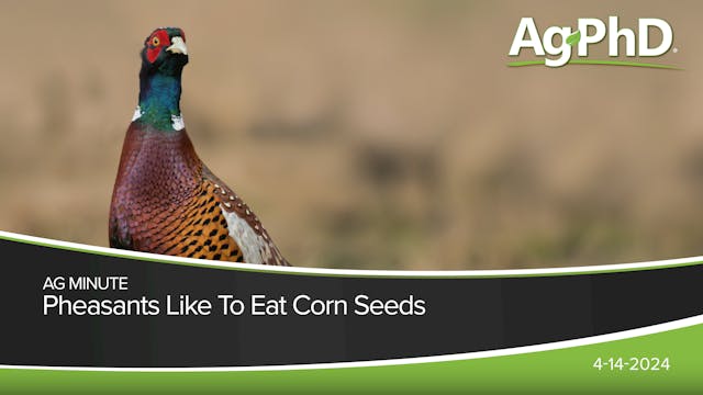 Pheasants Like To Eat Corn Seeds | Ag...