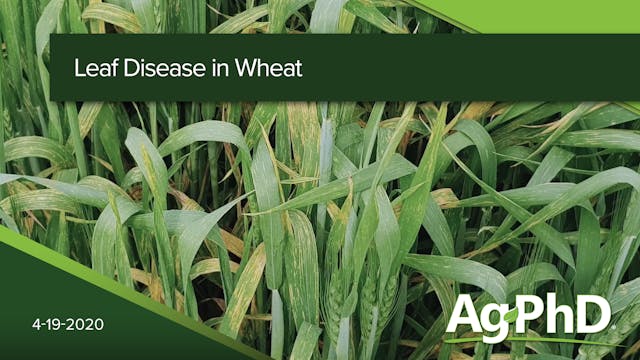 Leaf Diseases in Wheat | Ag PhD
