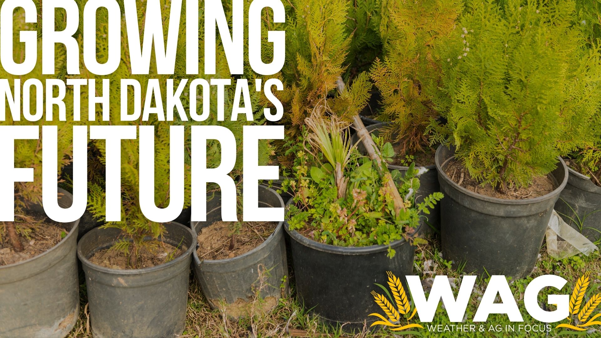 Growing North Dakota's Future: Towner State Nursery 12-21-22 WAG In Focus