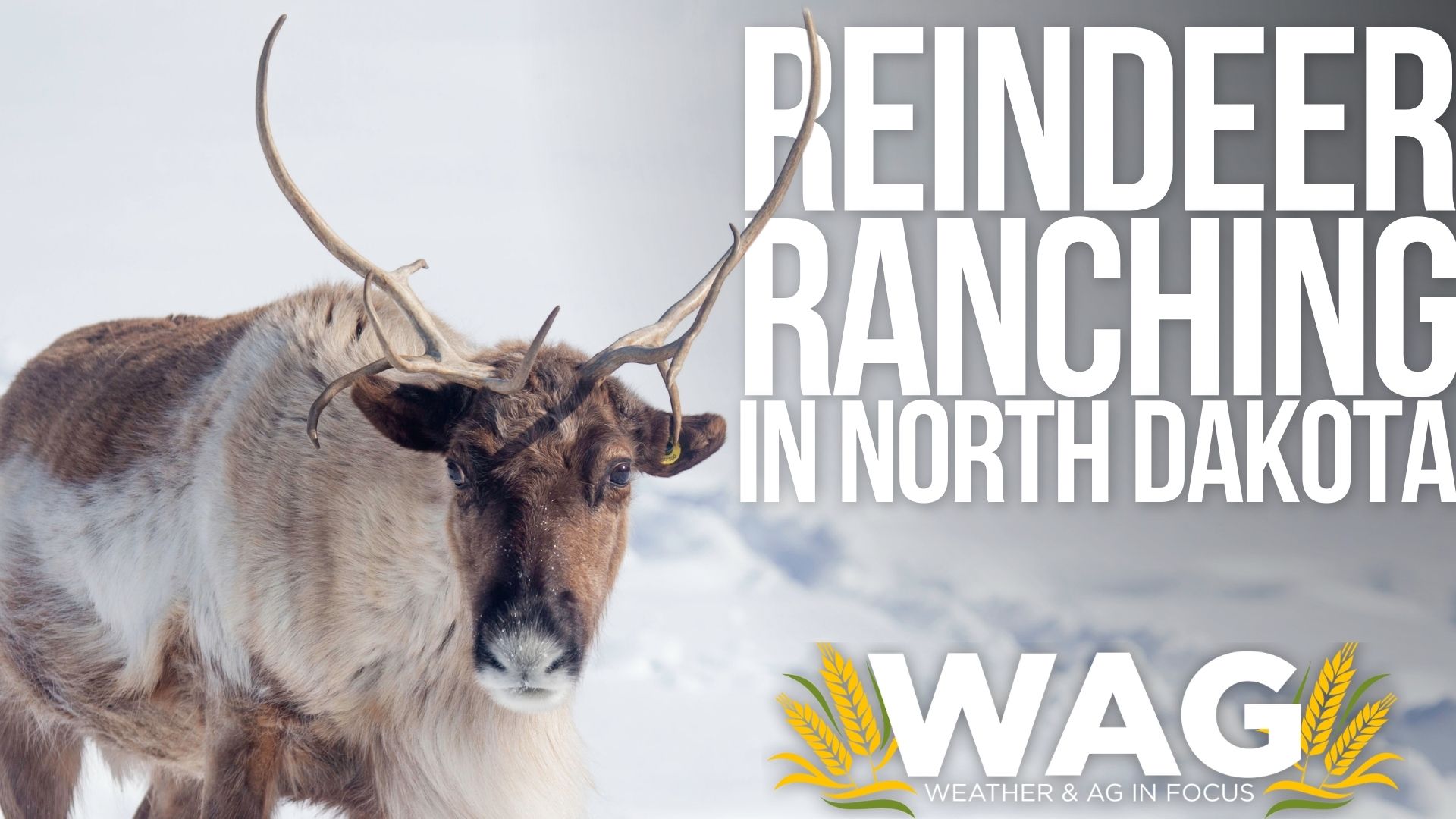 Santa isn’t the only one with reindeer! WAG In Focus 1-4-23