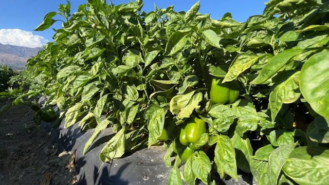 Bell Peppers in Southern California |...